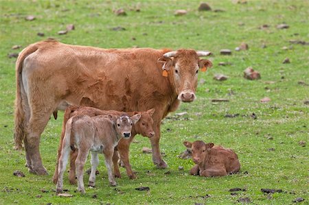simsearch:400-05323136,k - A family of cattle in the meadow of the north of Spain. Shallow depth of field Foto de stock - Super Valor sin royalties y Suscripción, Código: 400-05135877