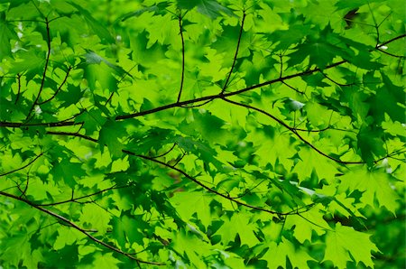 green maple leaf branches Stock Photo - Budget Royalty-Free & Subscription, Code: 400-05137209