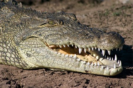 simsearch:400-05123541,k - Crocodile basking on the banks of the Chobe River, Botswana Stock Photo - Budget Royalty-Free & Subscription, Code: 400-05137992