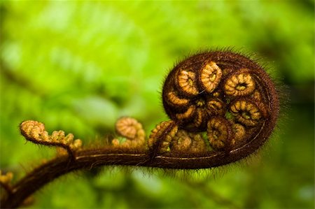 simsearch:400-04701752,k - Close up of a new tree fern shoot uncoiling. Photographie de stock - Aubaine LD & Abonnement, Code: 400-05139466