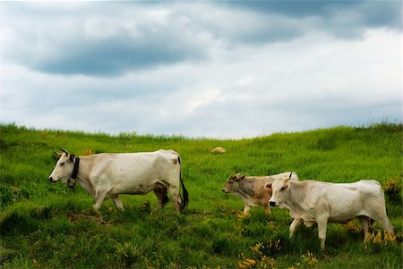 simsearch:400-05669603,k - Cow migration trough green fields Photographie de stock - Aubaine LD & Abonnement, Code: 400-05139612
