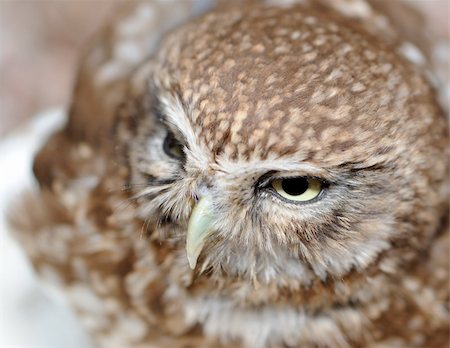 simsearch:400-07745600,k - Owl. A predatory night bird with the big round head, greater eyes and with the short bent beak. Stock Photo - Budget Royalty-Free & Subscription, Code: 400-05130882