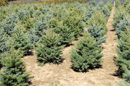 earth with christmas tree - natural green conifer fir planting garden outdoor Stock Photo - Budget Royalty-Free & Subscription, Code: 400-05131124