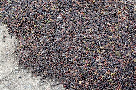 Lots of raw coffee fruit right off the tree, drying in the sun. Stock Photo - Budget Royalty-Free & Subscription, Code: 400-05131575