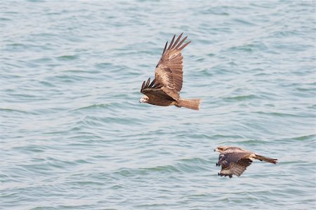 staring eagle - two eagles are flying above water Photographie de stock - Aubaine LD & Abonnement, Code: 400-05131709