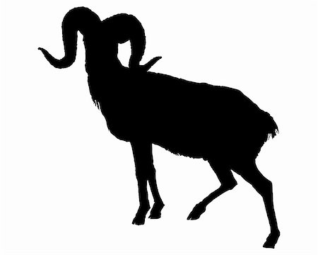 The black silhouette of a ram on white Stock Photo - Budget Royalty-Free & Subscription, Code: 400-05131759