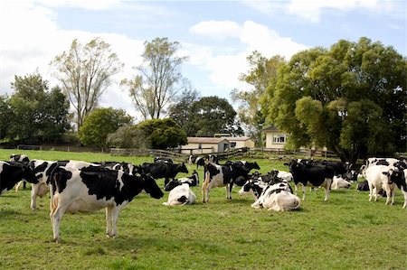 simsearch:400-05323136,k - Herd of Dairy Cows on a Farm Foto de stock - Super Valor sin royalties y Suscripción, Código: 400-05133180