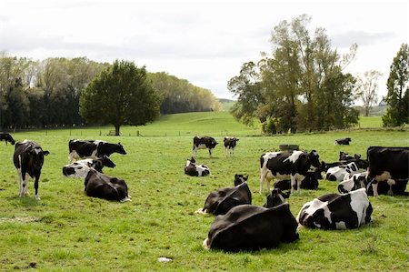 simsearch:400-05151981,k - Herd of Dairy Cows on a Farm Foto de stock - Super Valor sin royalties y Suscripción, Código: 400-05133181
