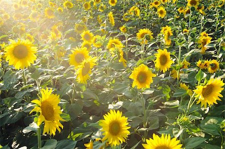 simsearch:841-07523710,k - sunflower field Photographie de stock - Aubaine LD & Abonnement, Code: 400-05133292