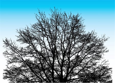 Big Vector Tree on the sky background Stock Photo - Budget Royalty-Free & Subscription, Code: 400-05133555