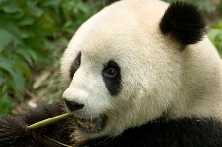simsearch:400-08154053,k - close-up eating big panda photo Stock Photo - Budget Royalty-Free & Subscription, Code: 400-05133893