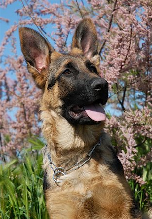 portrait of a beautiful puppy german shepherd Stock Photo - Budget Royalty-Free & Subscription, Code: 400-05145091