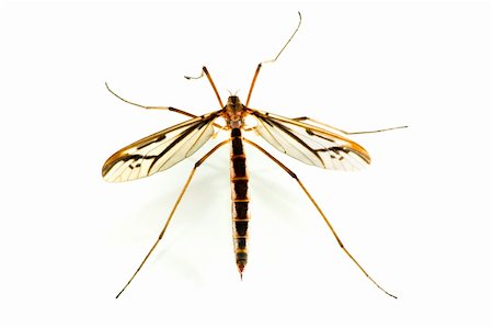 simsearch:400-05703373,k - A close up shot of a dragon fly Stock Photo - Budget Royalty-Free & Subscription, Code: 400-05145392