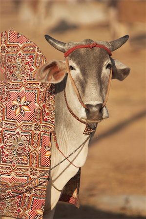 simsearch:400-05146135,k - Bullock for sale at the Nagaur Cattle Fair, Rajasthan, India Stock Photo - Budget Royalty-Free & Subscription, Code: 400-05146132