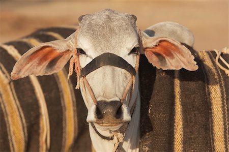 simsearch:400-05146135,k - Bullock for sale at the Nagaur Cattle Fair, Rajasthan, India Stock Photo - Budget Royalty-Free & Subscription, Code: 400-05146133