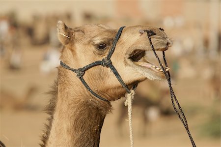 simsearch:400-05146135,k - Vocal camel at the annual Pushkar fair in Rajasthan, India Stock Photo - Budget Royalty-Free & Subscription, Code: 400-05146143