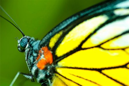 simsearch:400-04259527,k - Macro butterfly on a leaf. Stock Photo - Budget Royalty-Free & Subscription, Code: 400-05147035