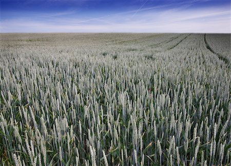 simsearch:400-05311898,k - Fields of Wheat at the beginning of summer, not ripe yet Stock Photo - Budget Royalty-Free & Subscription, Code: 400-05147409