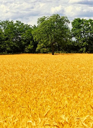 simsearch:400-05386603,k - image of golden wheat field, natural background Stock Photo - Budget Royalty-Free & Subscription, Code: 400-05140904