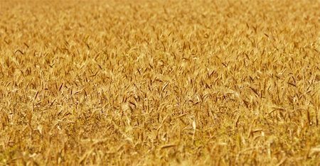 simsearch:400-05386603,k - image of golden wheat field, natural background Stock Photo - Budget Royalty-Free & Subscription, Code: 400-05140905