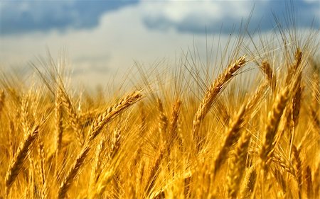 simsearch:400-05386603,k - image of golden wheat field, natural background Stock Photo - Budget Royalty-Free & Subscription, Code: 400-05140903