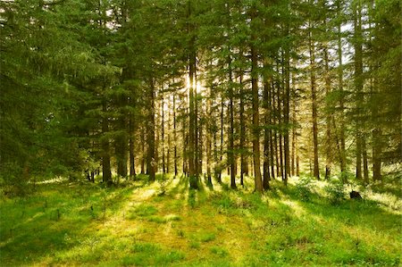 simsearch:700-02265197,k - sunlight rays in the forest Stock Photo - Budget Royalty-Free & Subscription, Code: 400-05141741