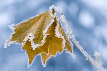 Frozen leaf with crystals on tree branch closeup. Stock Photo - Budget Royalty-Free & Subscription, Code: 400-05143298