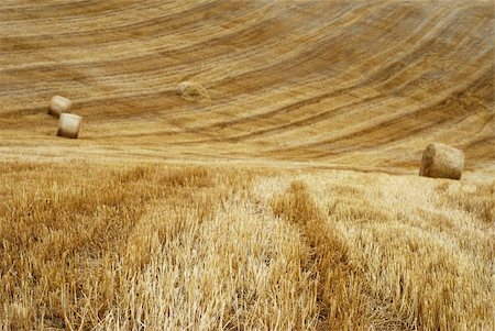 Field with straw bales Stock Photo - Budget Royalty-Free & Subscription, Code: 400-05143916
