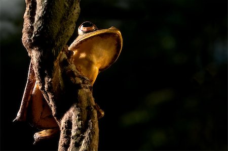 simsearch:400-05735843,k - tree frog hypsiboas geograficus at night in the Bolivian jungle Stock Photo - Budget Royalty-Free & Subscription, Code: 400-05156190