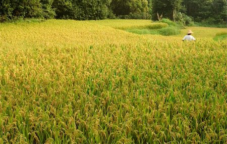 simsearch:400-04794343,k - Here are ripe rice with beautiful yellow color. Stock Photo - Budget Royalty-Free & Subscription, Code: 400-05156995