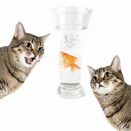 simsearch:400-05078416,k - Two cats and gold fish in a bowl isolated on white Stock Photo - Budget Royalty-Free & Subscription, Code: 400-05158066