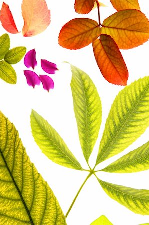 Color flowers, leaves, petals, isolated white background, spring autumn, seasons. Bright colors Photographie de stock - Aubaine LD & Abonnement, Code: 400-05159155