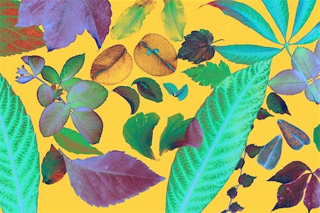 Color manipulated flowers, leaves, petals, isolated white background, spring autumn, seasons. Bright colors Photographie de stock - Aubaine LD & Abonnement, Code: 400-05159157