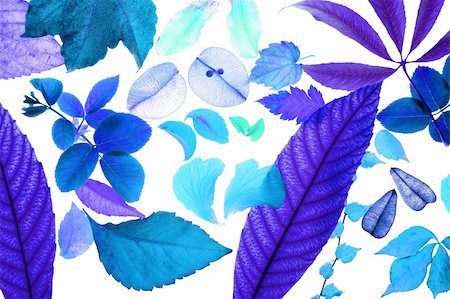 Color manipulated flowers, leaves, petals, isolated white background, spring autumn, seasons. Bright colors Photographie de stock - Aubaine LD & Abonnement, Code: 400-05159158