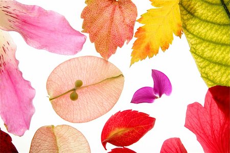 Color flowers, leaves, petals, isolated white background, spring autumn, seasons. Bright colors Stock Photo - Budget Royalty-Free & Subscription, Code: 400-05159159