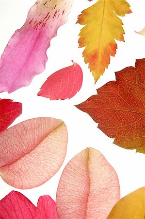 Color flowers, leaves, petals, isolated white background, spring autumn, seasons. Bright colors Photographie de stock - Aubaine LD & Abonnement, Code: 400-05159164