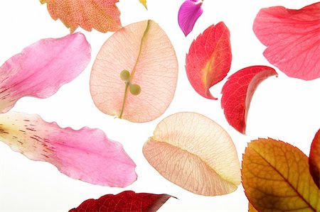 Color flowers, leaves, petals, isolated white background, spring autumn, seasons. Bright colors Photographie de stock - Aubaine LD & Abonnement, Code: 400-05159160