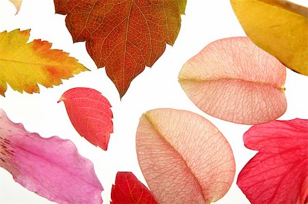 Color flowers, leaves, petals, isolated white background, spring autumn, seasons. Bright colors Photographie de stock - Aubaine LD & Abonnement, Code: 400-05159163