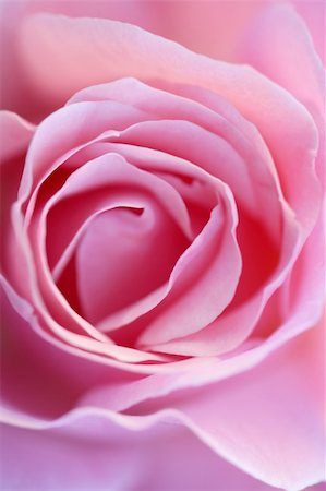 simsearch:400-06141323,k - Pink rose flower macro crop detail in soft light Foto de stock - Super Valor sin royalties y Suscripción, Código: 400-05159185