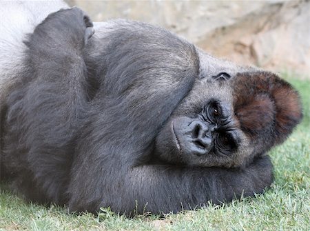 Male of gorilla in bioparc in Valencia, Spain Stock Photo - Budget Royalty-Free & Subscription, Code: 400-05151427