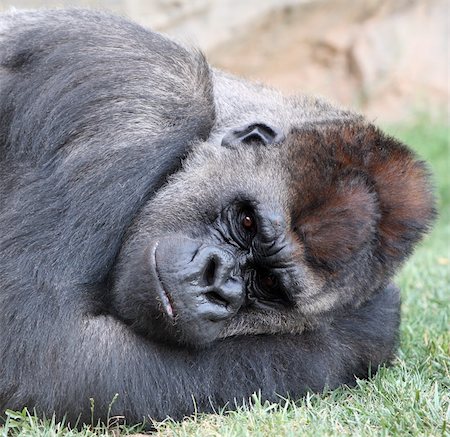 Male of gorilla in bioparc in Valencia, Spain Stock Photo - Budget Royalty-Free & Subscription, Code: 400-05151428