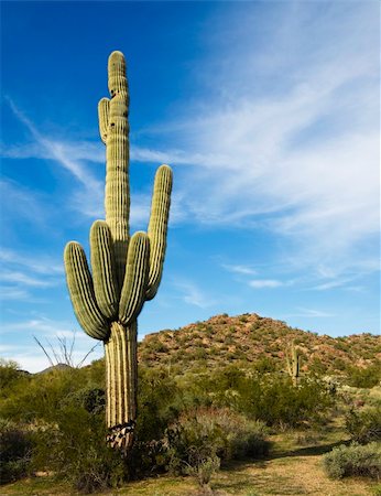 Southwest Desert Arizona,USA Foto de stock - Super Valor sin royalties y Suscripción, Código: 400-05151947