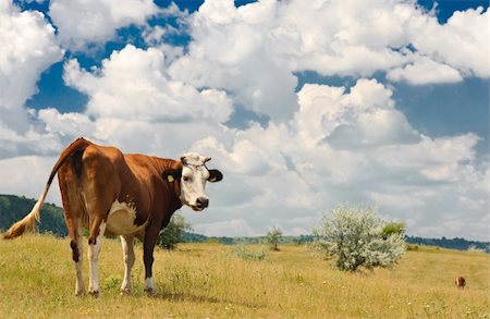 simsearch:400-05151981,k - brown cow grazing at summer sunny meadow Foto de stock - Super Valor sin royalties y Suscripción, Código: 400-05151981