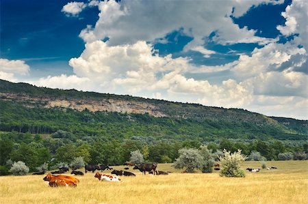 simsearch:400-05669603,k - brown cow grazing at summer sunny meadow Photographie de stock - Aubaine LD & Abonnement, Code: 400-05152261