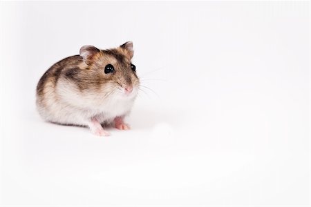 dwarf hamster isolated over white Stock Photo - Budget Royalty-Free & Subscription, Code: 400-05152312