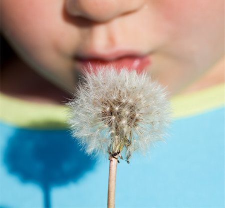 Kid blowing dandelion seeds in the sunshine - closeup, shallow depth of field Stock Photo - Budget Royalty-Free & Subscription, Code: 400-05152905