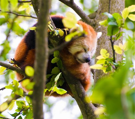 simsearch:400-08154053,k - A Red Panda sleeping in a tree. Stock Photo - Budget Royalty-Free & Subscription, Code: 400-05153021