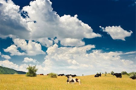 simsearch:400-05151981,k - herd of cows grazing at summer sunny meadow Foto de stock - Super Valor sin royalties y Suscripción, Código: 400-05153383