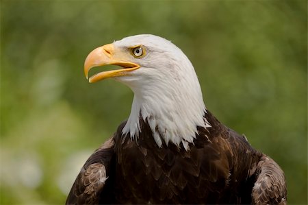 staring eagle - Portrait of an adult Bald Eagle Photographie de stock - Aubaine LD & Abonnement, Code: 400-05153521