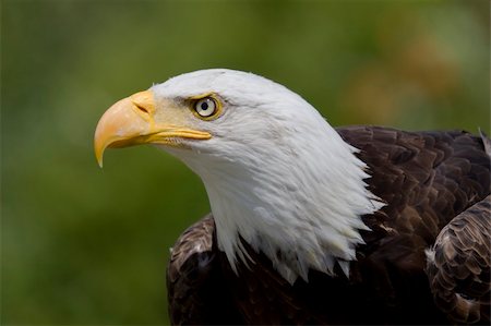staring eagle - Portrait of an adult Bald Eagle Photographie de stock - Aubaine LD & Abonnement, Code: 400-05153522